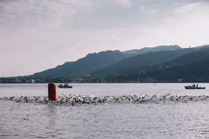 Raiffeisen Triathlon Bregenz 2021 abgesagt